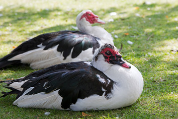 Muscovy ducks sat on grass