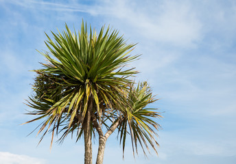 Obraz premium Palm tree on a blue sky background