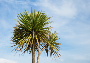 Palm tree on a blue sky background