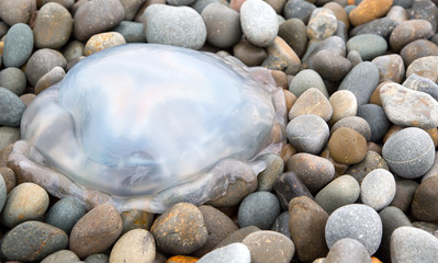 Barrel jellyfish stranded on a stony beach