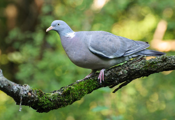 Вяхирь, Витютень