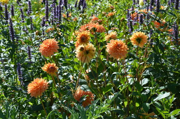 Dahlien blühen orange im Sommergarten