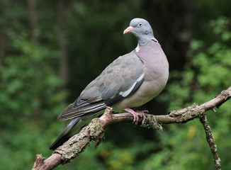 Вяхирь, Витютень