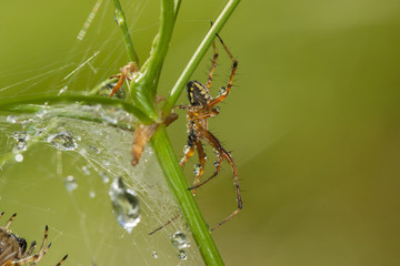 A big spider on the branch.