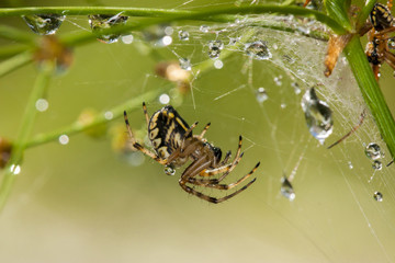 Spider on the web with big water drops.