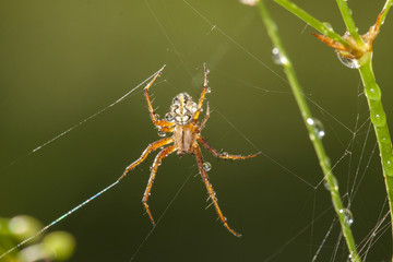 A big yellow spider on the web.