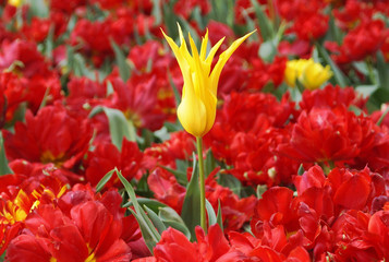 yellow tulip grows among red tulips