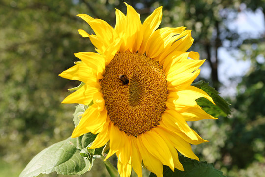Bumblbee on sunflower