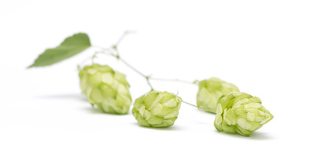 hop cones on a white background