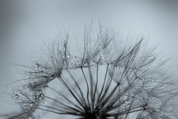 Dandelion seads with water drops