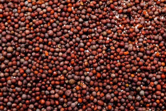 macro shot of canola seeds