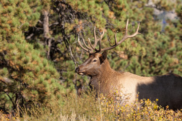 Bull Elk