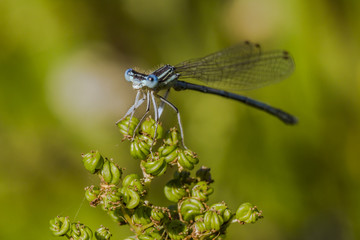 Gemeine Federlibelle (Platycnemis pennipes)