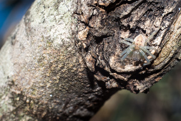 white spider on trunk