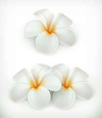 White flowers, vector icons