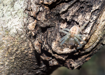 white spider on trunk