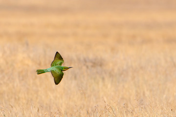 Flying juvenile blue-cheeked bee-eater in hot steppe