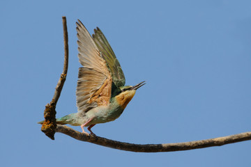 Flapping wings juvenile blue-cheeked bee-eater