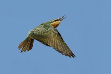 Flying juvenile blue-cheeked bee-eater