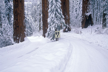 Winter Road in Sequoia National Park, California