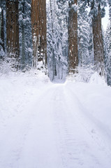 Winter Road in Sequoia National Park, California
