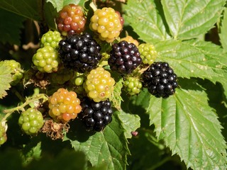 Blackberries on bush