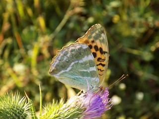 Butterfly on thistle flower