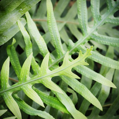 Tropic Green Background