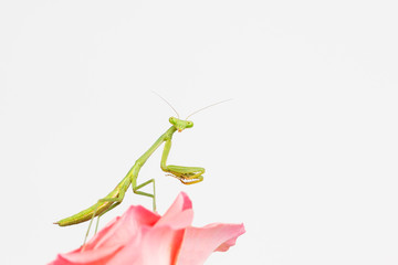 Close up of green praying mantis nymph on pink rose.