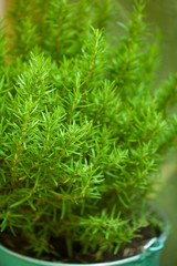 Rosemary in a pot