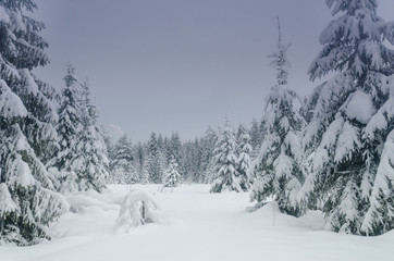 Naklejka premium Winter in the forest. Russian nature