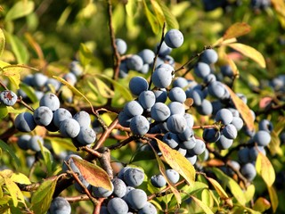 Sloe (Prunus spinosa)