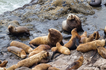 Fototapeta premium Sea Lions in Oregon
