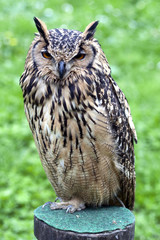 Portrait of The Eurasian Eagle Owl (Bubo bubo)