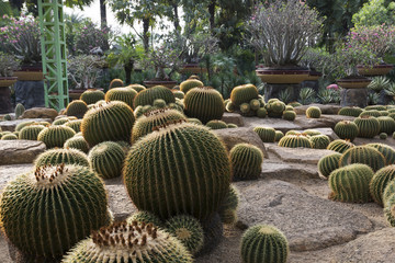 Round cactuses
