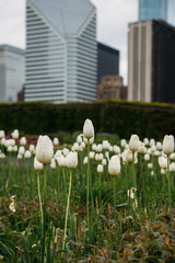 Obraz premium White Tulips Growing in Chicago