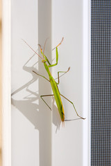 Praying Mantis insect in nature. Mantis religiosa.