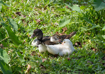 many duck in garden