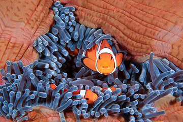 Clownfish family, Amphiprion ocellaris