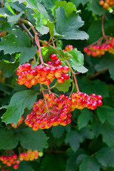  Close up of bunches of red berries of a Guelder rose or Viburnu