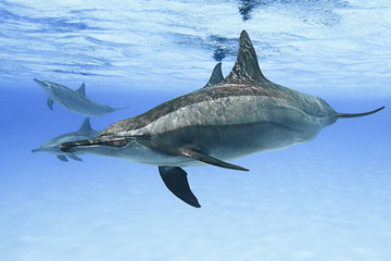Spinner dolphins in nature. 