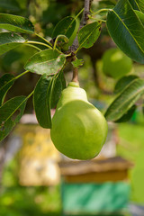 Pear fruit on the tree in the fruit garden.