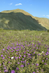 Fototapeta premium Purple flowers bloom in spring near Henderson Road in Anza-Borrego Desert State Park, near Anza Borrego Springs, CA