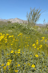Ocotillo blossoms in springtime desert at Coyote Canyon, Anza-Borrego Desert State Park, near Anza Borrego Springs, CA