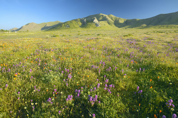 Bright spring yellow flowers, desert gold, purple and California poppies near the mountains in the Carrizo National Monument, Southern California