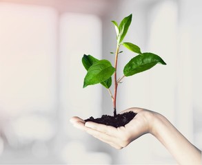 Growth.