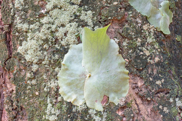The lichen Hypogymnia physodes on tree