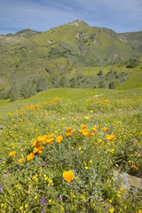 Bright golden poppies and the green spring hills of Figueroa Mountain near Santa Ynez and Los Olivos, CA