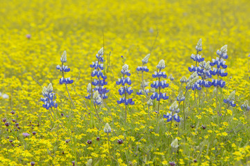 Purple lupine and desert gold yellow flowers in brightly colored spring field off Highway 58 East of Santa Margarita, CA