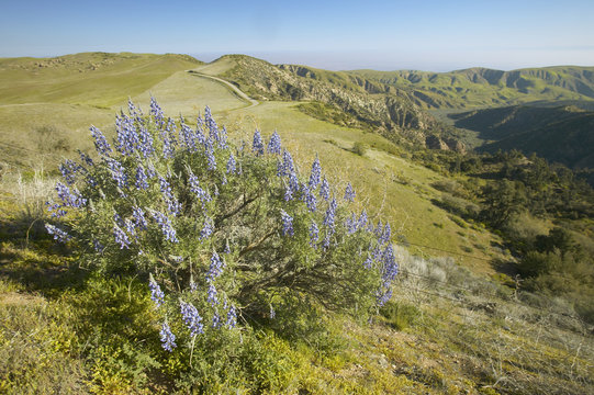 Purple Lupine Overlooking The Pine Mountain Club Near Route 166 And Sierre Noeste Road In Kern County, CA